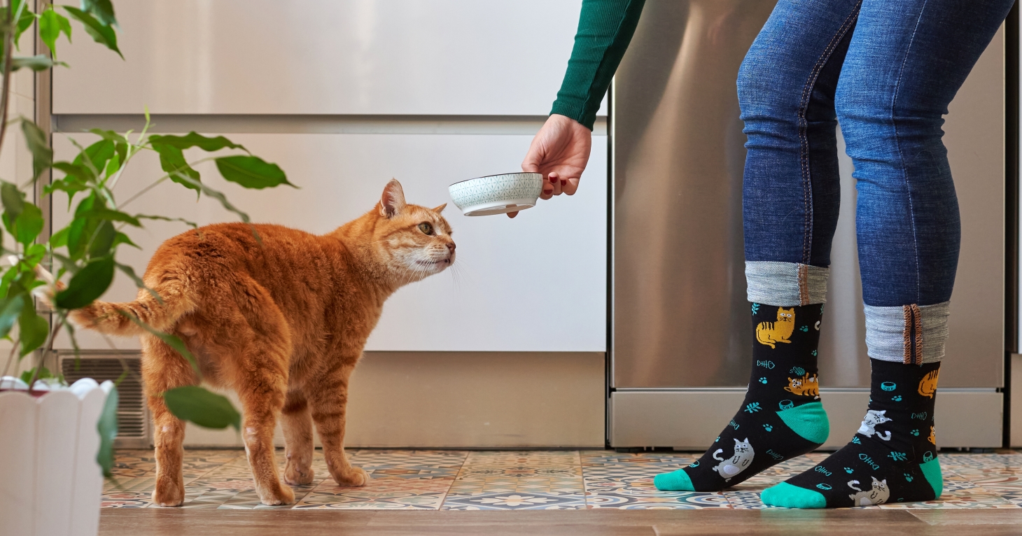 Cotswold pet expert shares top tips for transitioning your cat to raw food diet