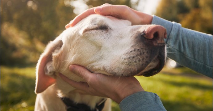 'A happy gut means a happier dog': Cotswold RAW describes how a nutritious diet is a game-changer for your pet's mood and behaviour
