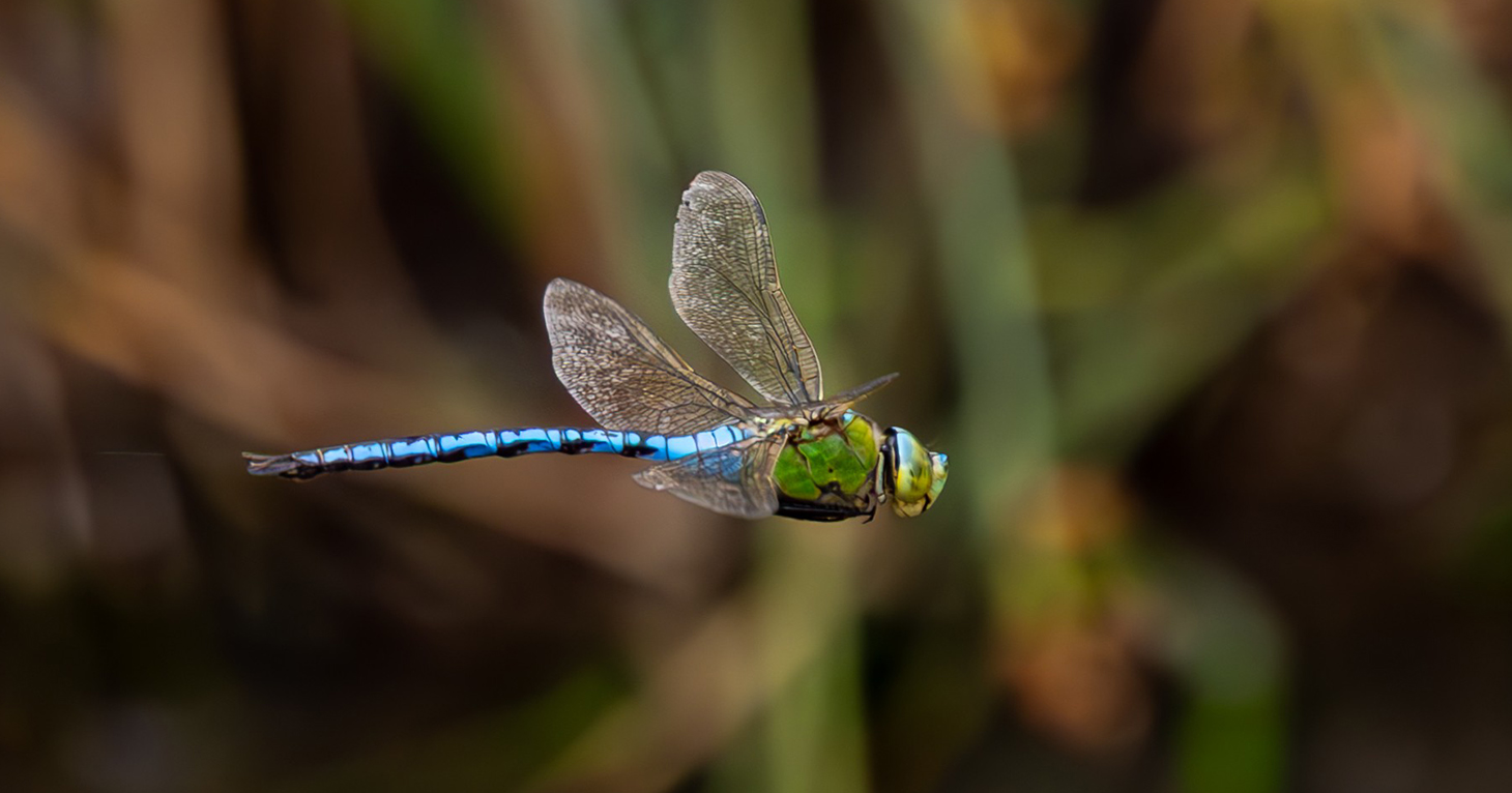 Dragonfly Festival at Slimbridge Wetland Centre