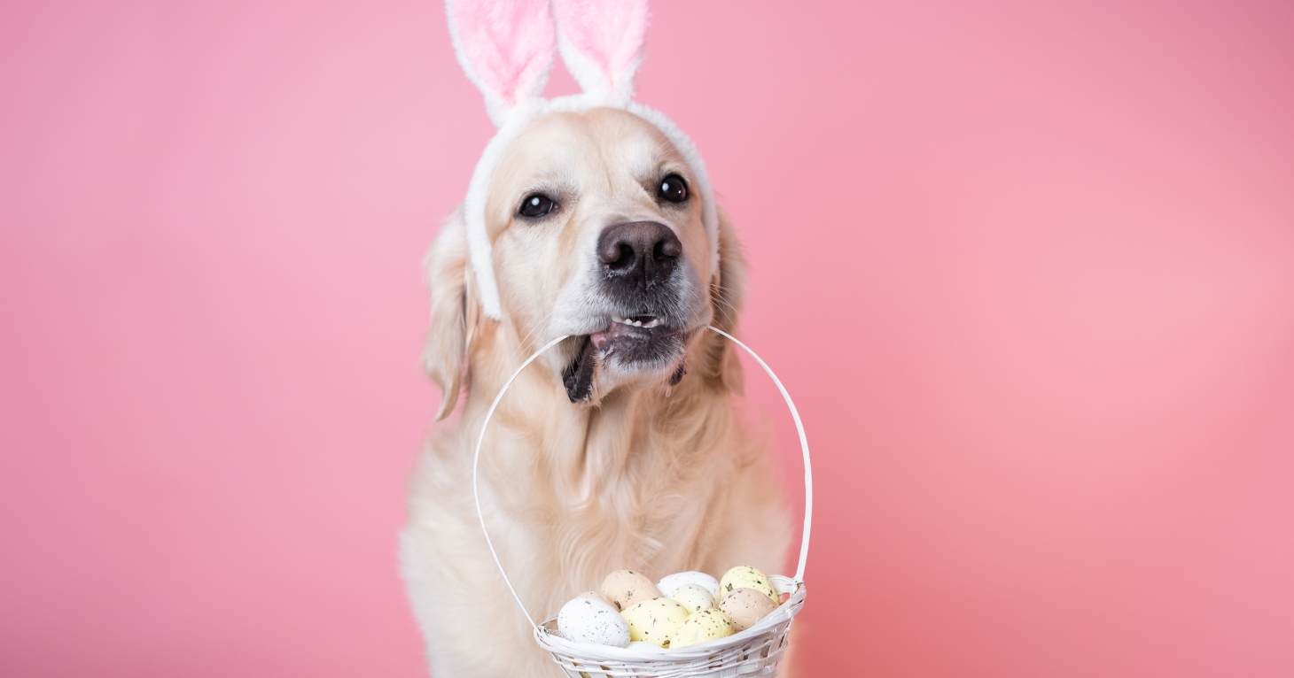 Easter fun for families and dogs at Cotswolds Designer Outlet