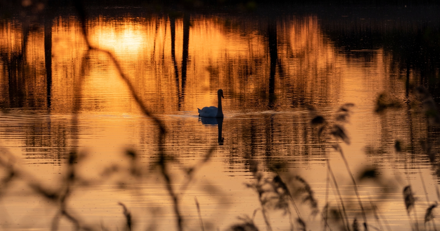 Spend an evening with the swans at Slimbridge Wetland Centre