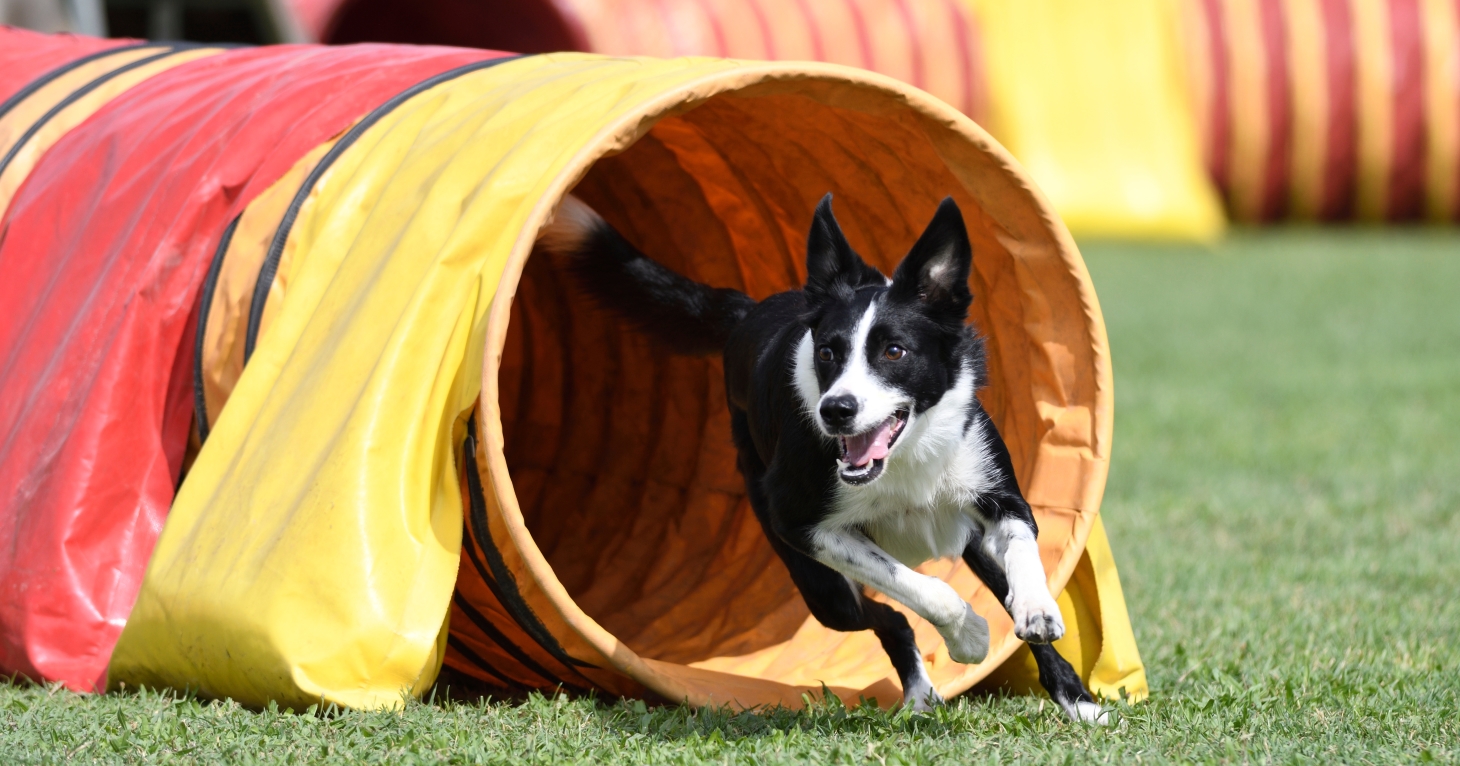 9 fun things to do with your dog in Gloucestershire and the Cotswolds in 2025