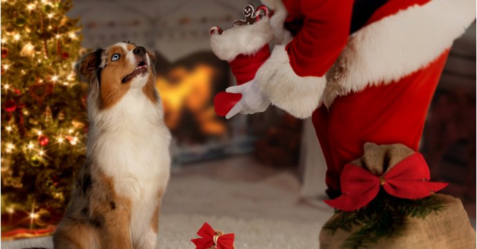 Here's how your dog can meet Santa in Gloucestershire