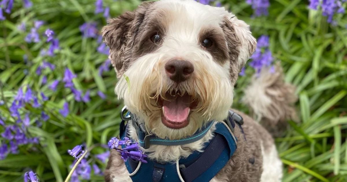 Bob the booderdoodle, the face behind Cheltenham dog store, Be More Bob