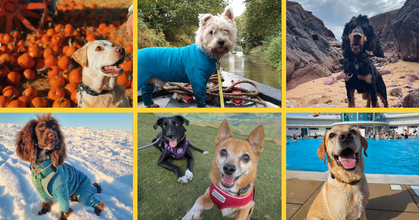 Gloucestershire's Most Adventurous Dog competition winner revealed