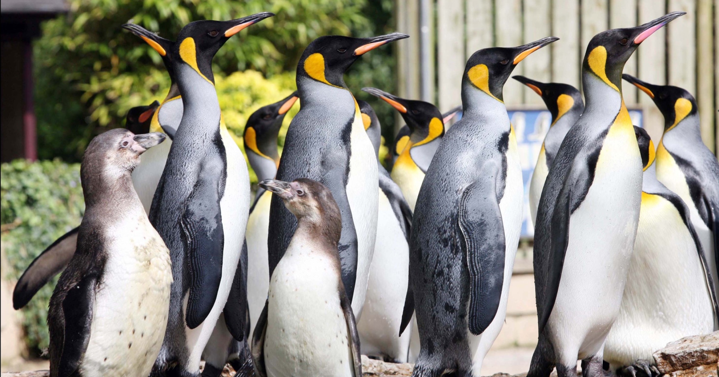 Here's how you can feed the world's most popular penguin in Gloucestershire