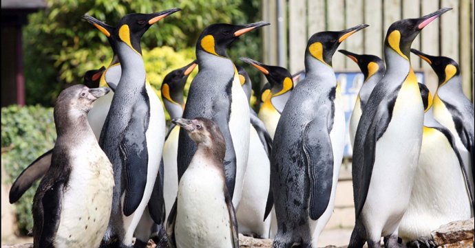 Here's how you can feed the world's most popular penguin in Gloucestershire