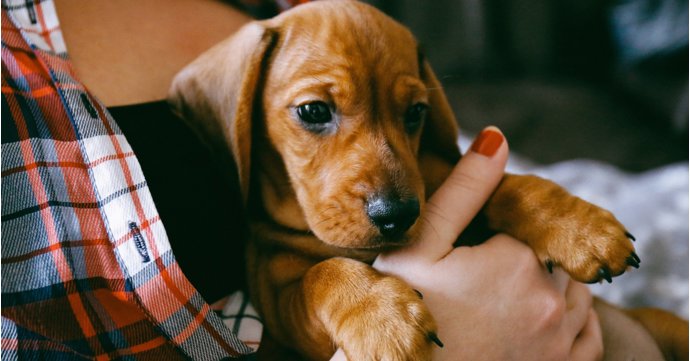 How to choose the right raw food for your new puppy