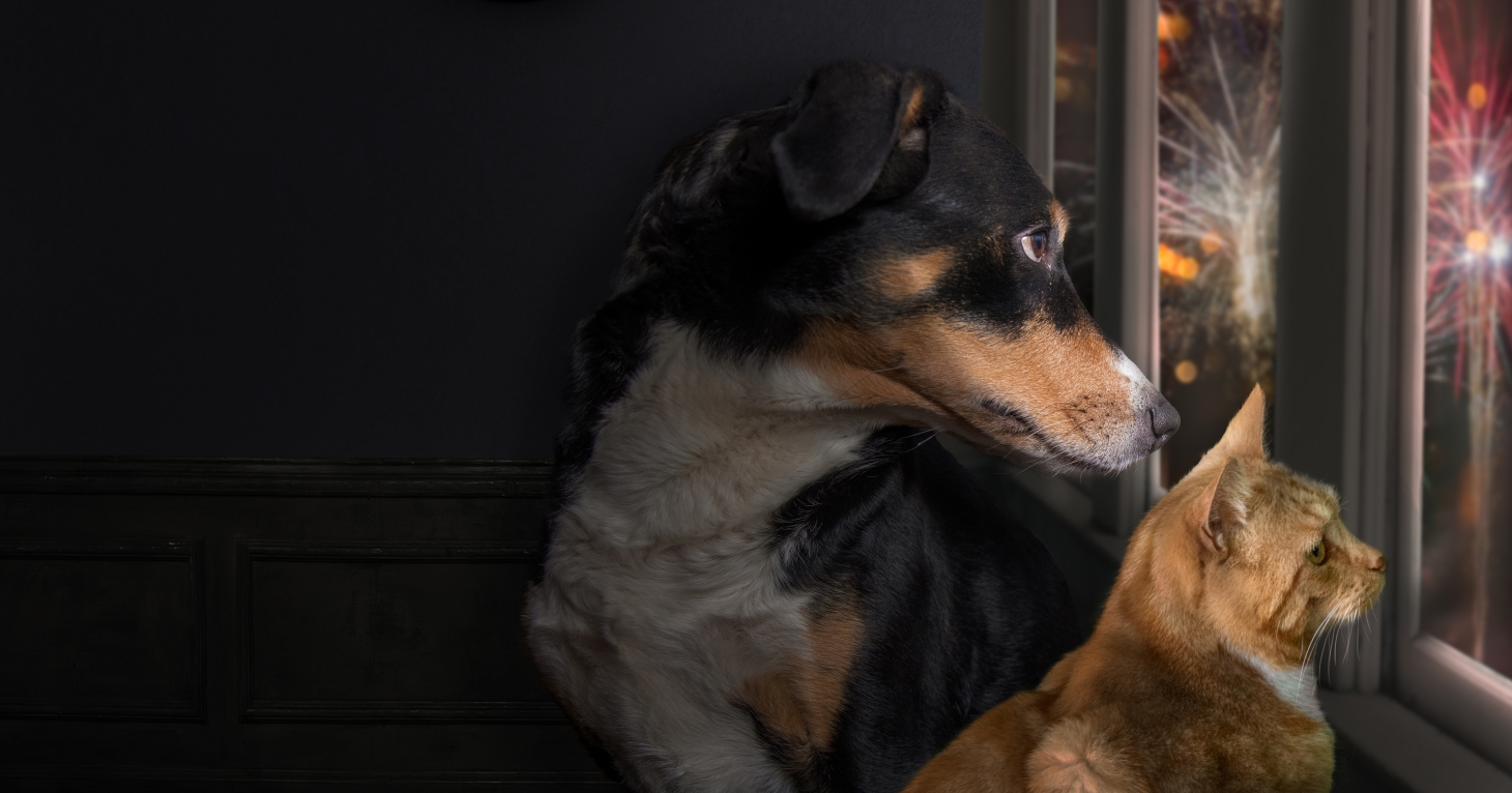 How to keep your pets calm and safe during fireworks