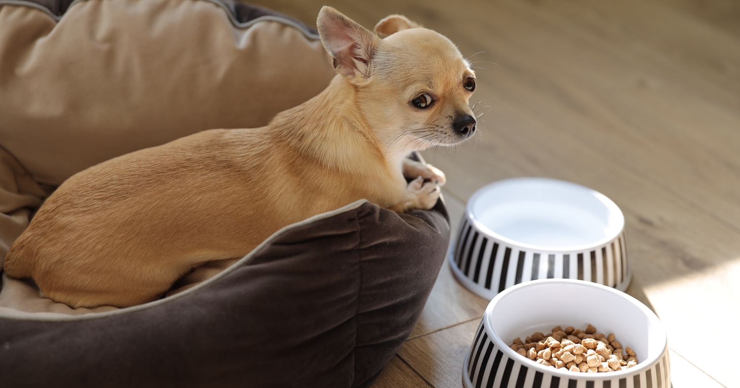 Is your dog a picky eater? Cotswold pet food expert reveals how to feed fussy pets