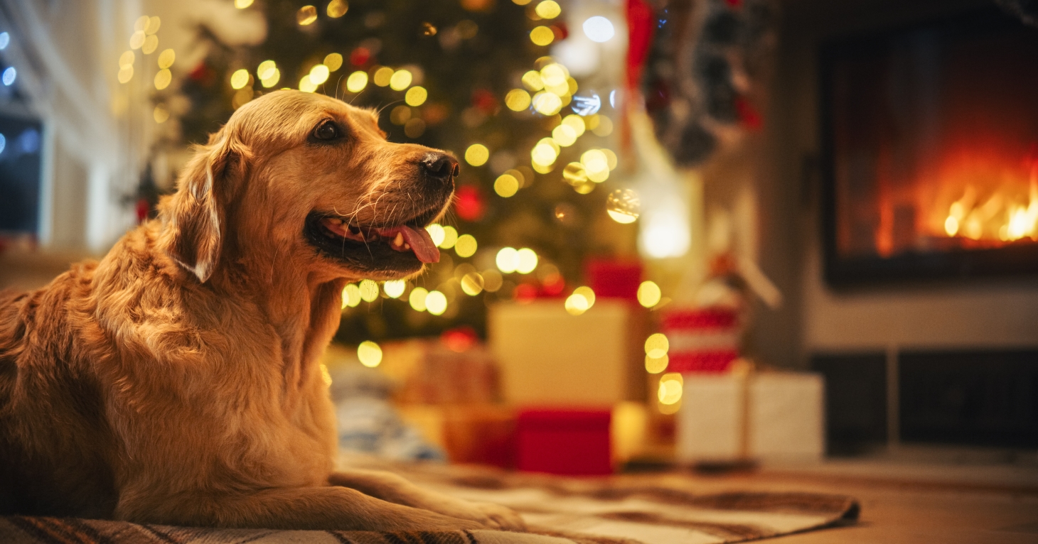 Keeping your dog safe at Christmas