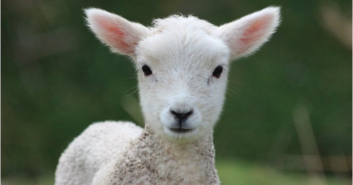 Live lambing and kidding event returns to Cotswold Farm Park