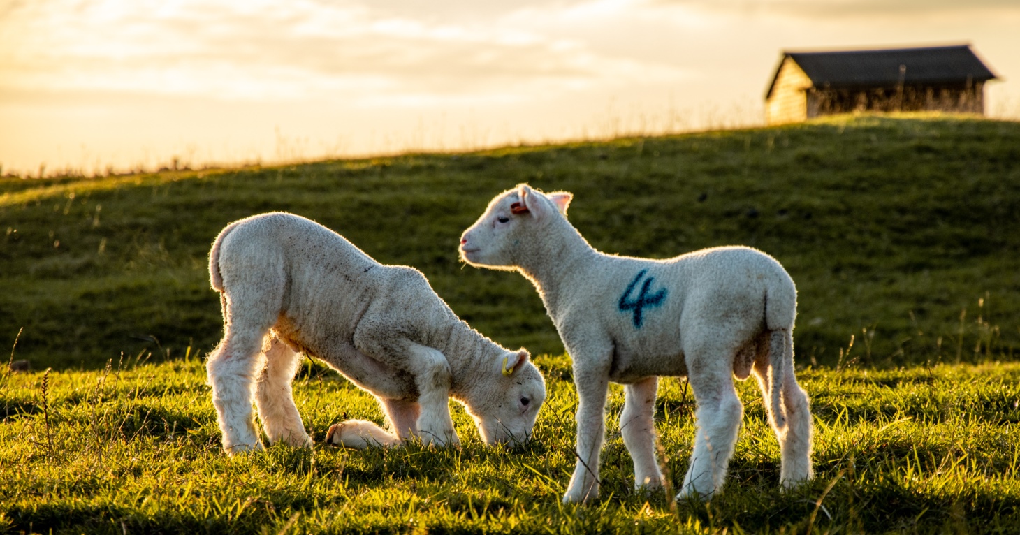 Lambing and kidding season at Cotswold Farm Park