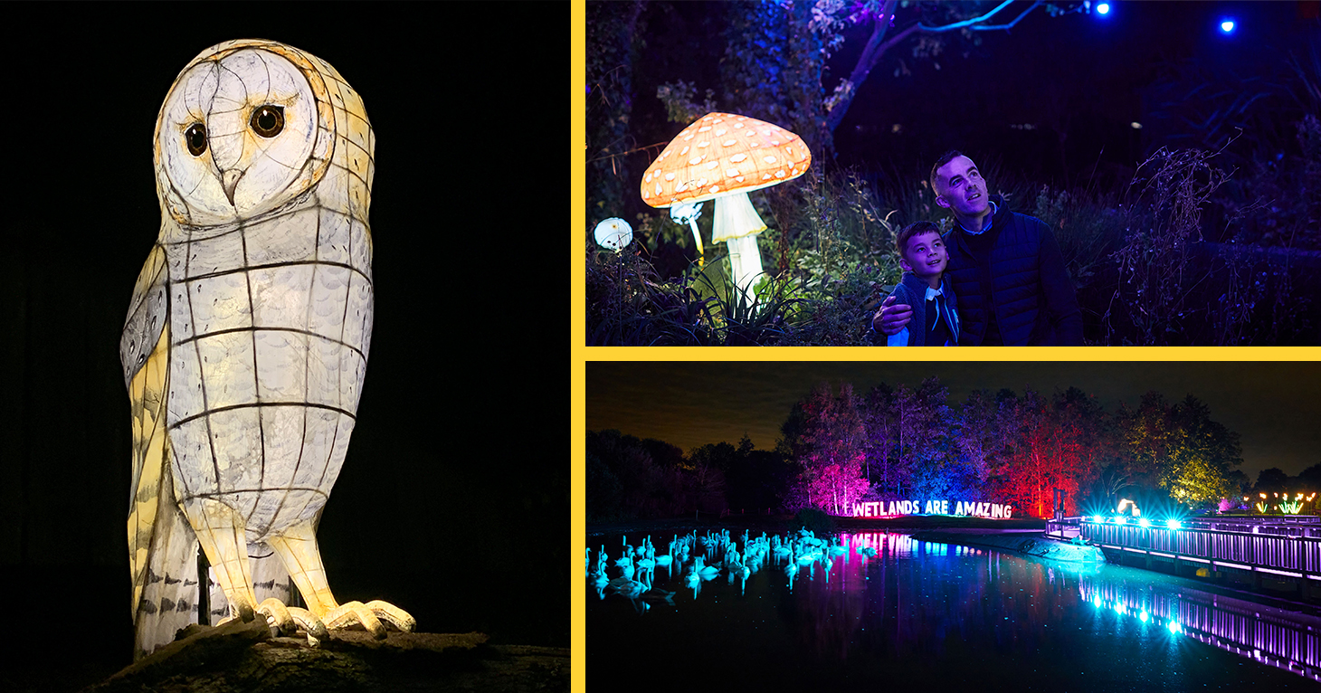 See Slimbridge Wetland Centre all lit up after dark at its Mystical Marsh Lantern Experience
