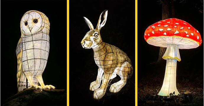 Follow a magical lantern trail, track down bats and roast marshmallows at Slimbridge Wetland Centre this October 2025