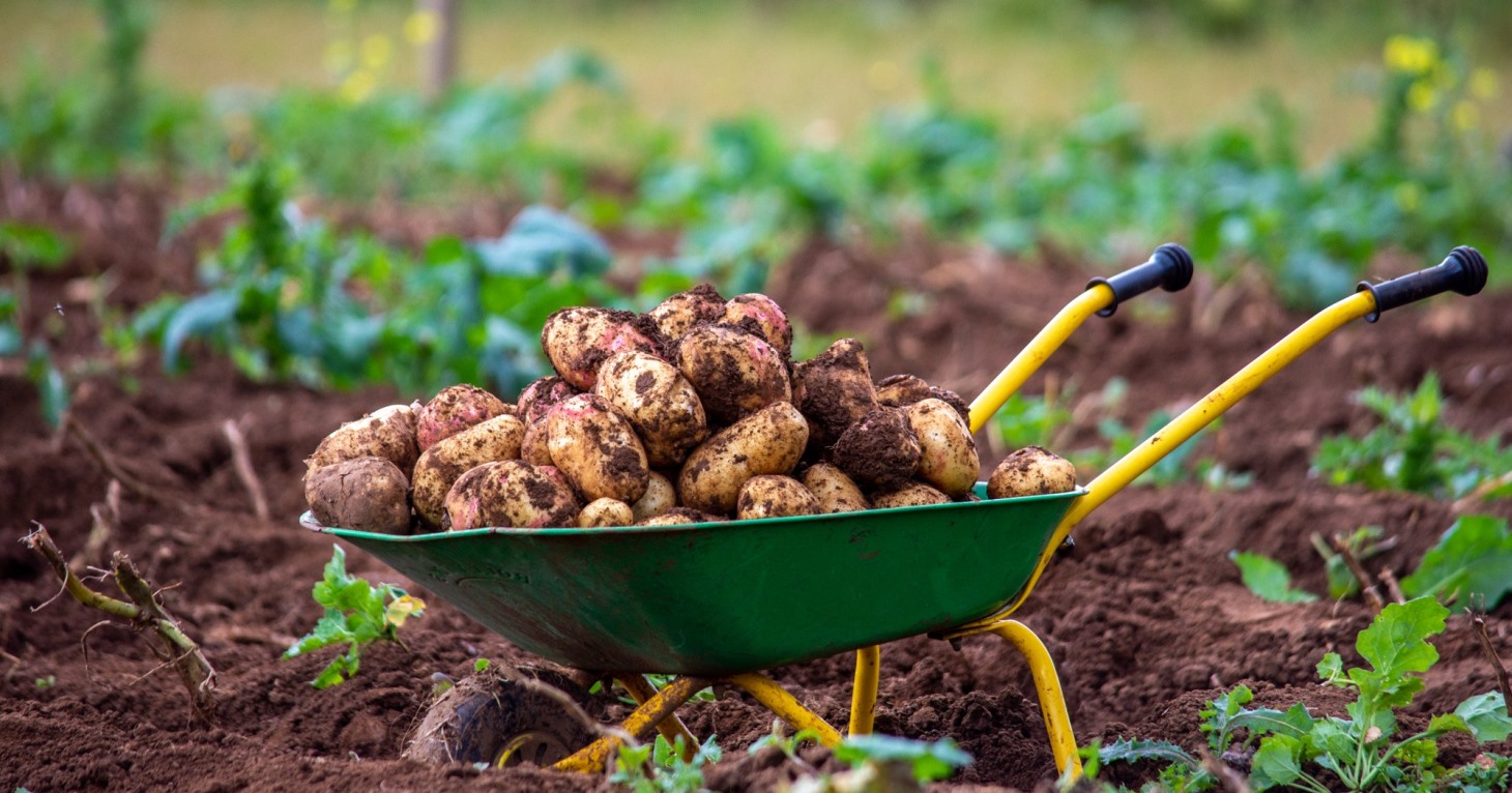 Potato patch at Cotswold Farm Park