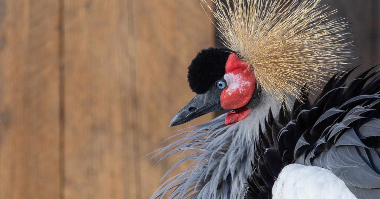 Slimbridge hosts first ever Pride in Nature event