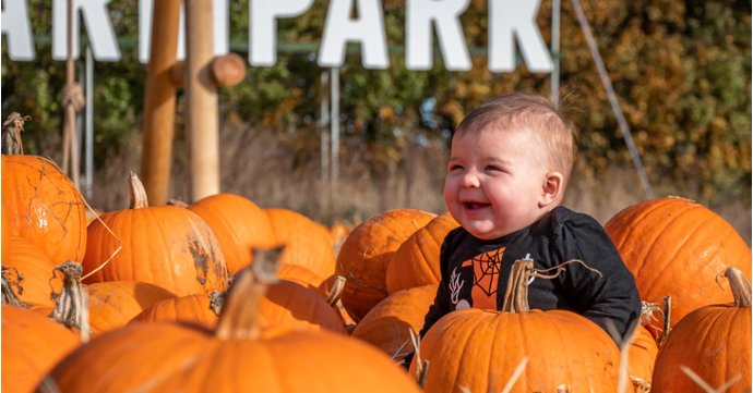 Pick your own pumpkin at Cotswold Farm Park