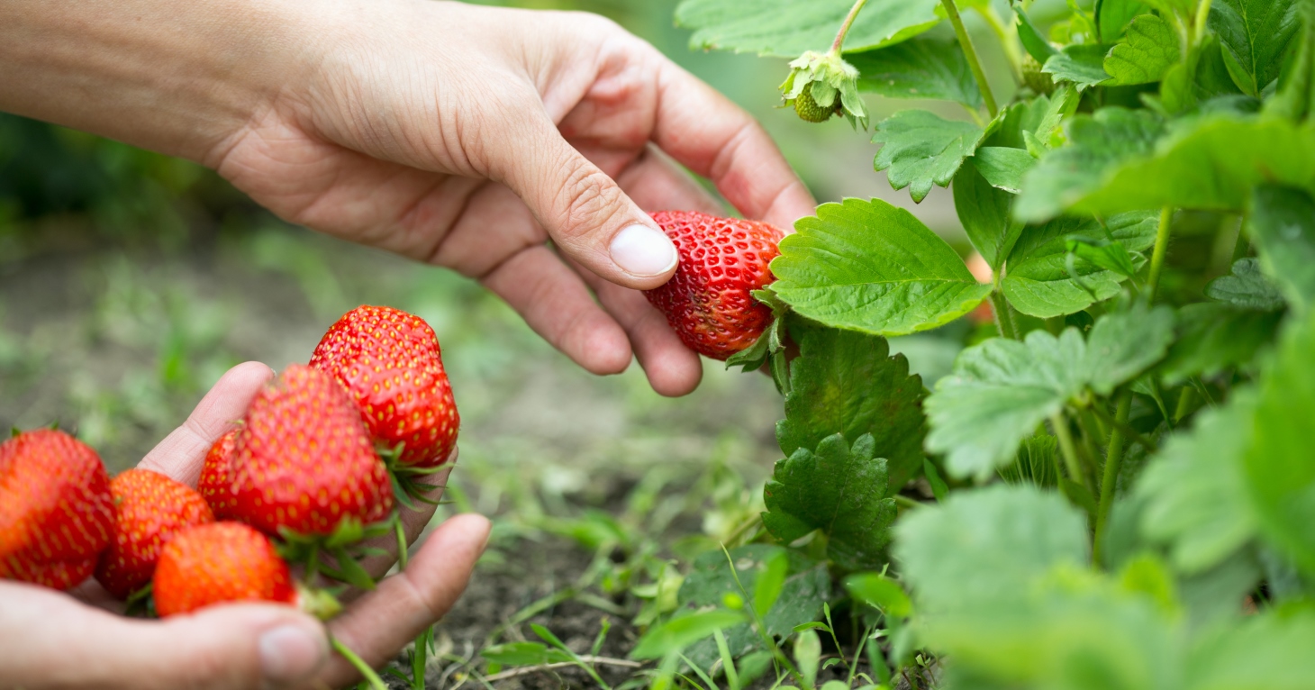 5 best places to go fruit picking in Gloucestershire this summer