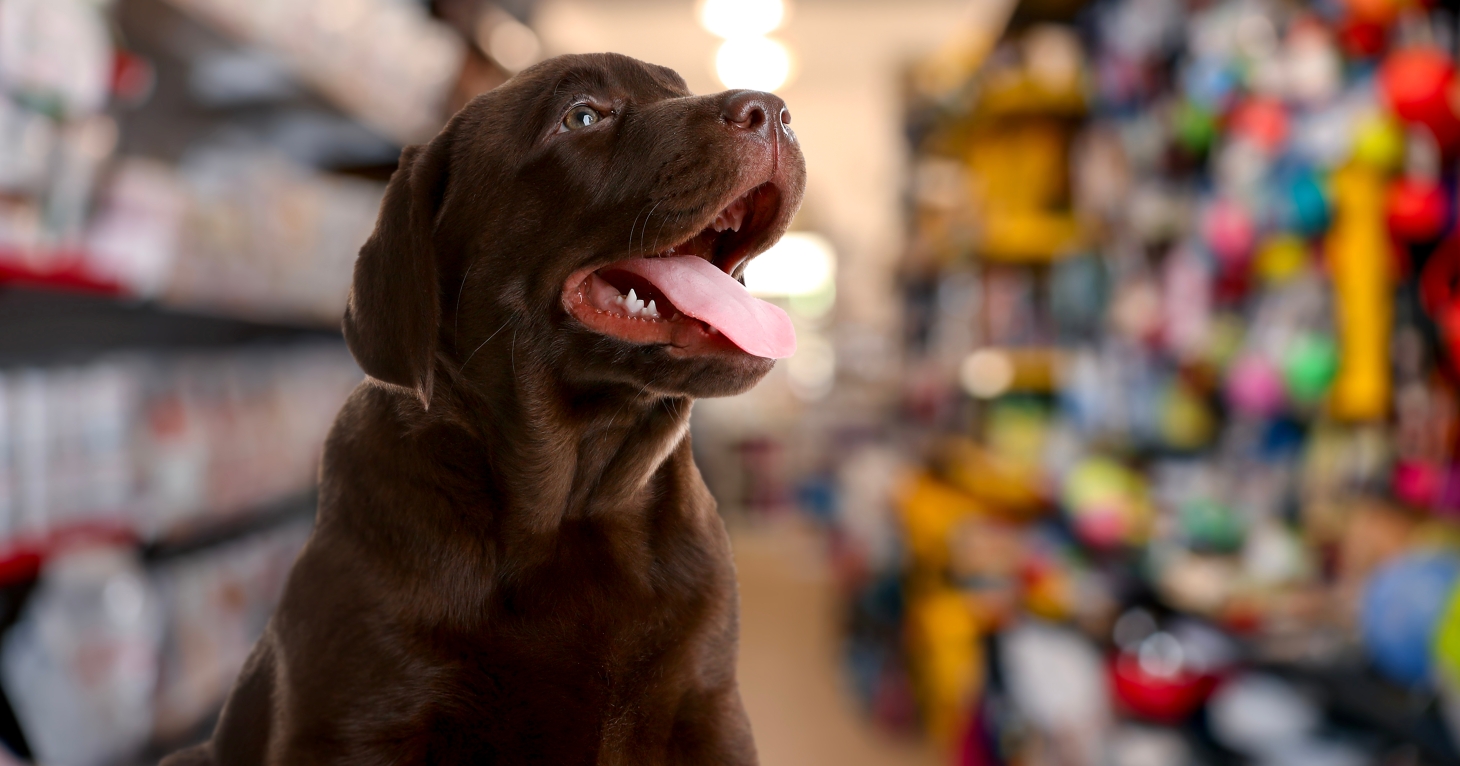 5 reasons to treat your dog to a visit to DOG by Just For Pets in the Cotswolds