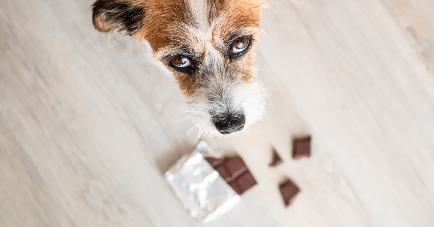 Cheltenham independent vets launches chocolate calculator to help keep pets safe this Christmas