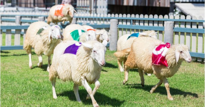 Sheep Racing in Frampton on Severn