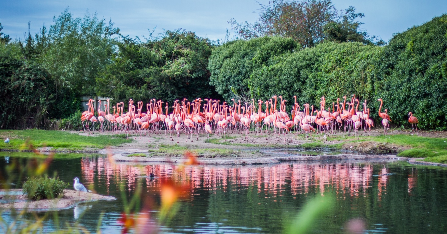 Slimbridge Wetland Centre