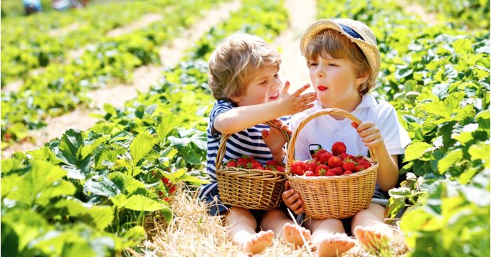 5 places to go fruit picking in Gloucestershire this summer