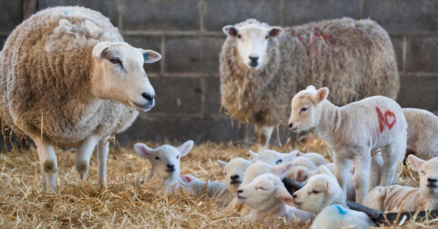 8 best places to &#x27;aww&#x27; at adorable spring animals in Gloucestershire