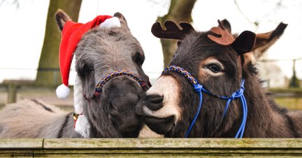 Meet festive donkeys in Gloucestershire this Christmas