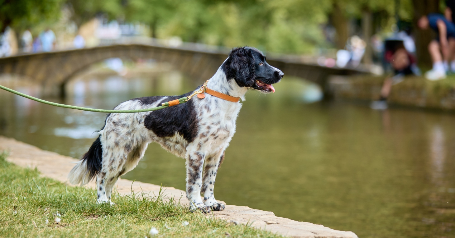 10 ways to spoil your dog on a visit to the Cotswolds