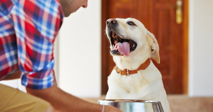 Discover the benefits of feeding your dog a raw food diet with Cotswold RAW.