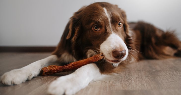Cotswold RAW offers a whole range of nutritious and delicious natural chews and raw bones for hungry pups.