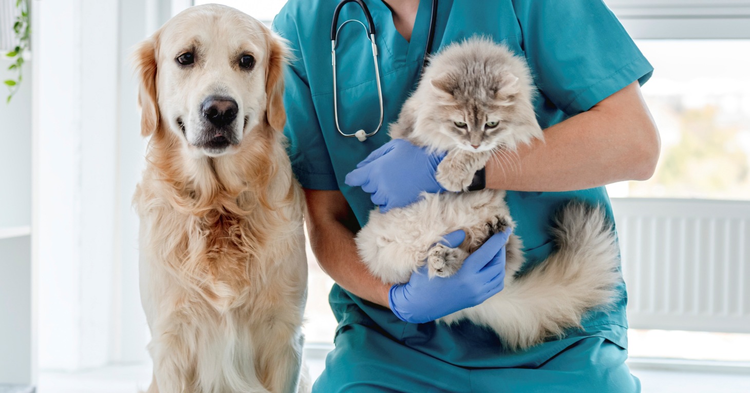 Don’t wait and worry – Gloucestershire vets answer the biggest questions about lumps in cats and dogs