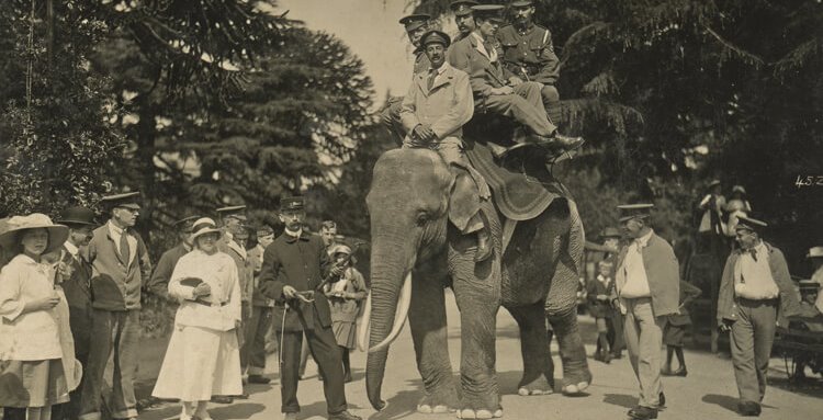 Zebi the elephant was at Bristol Zoo Gardens from 1868 to 1909 and was quite a character, renowned for removing and eating straw hats.