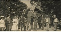 Zebi the elephant was at Bristol Zoo Gardens from 1868 to 1909 and was quite a character, renowned for removing and eating straw hats.