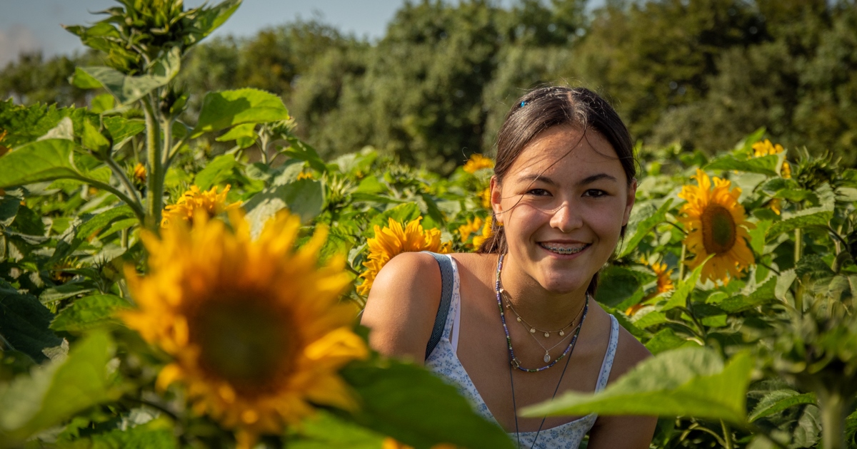 Sunflower Festival at Cotswold Farm Park