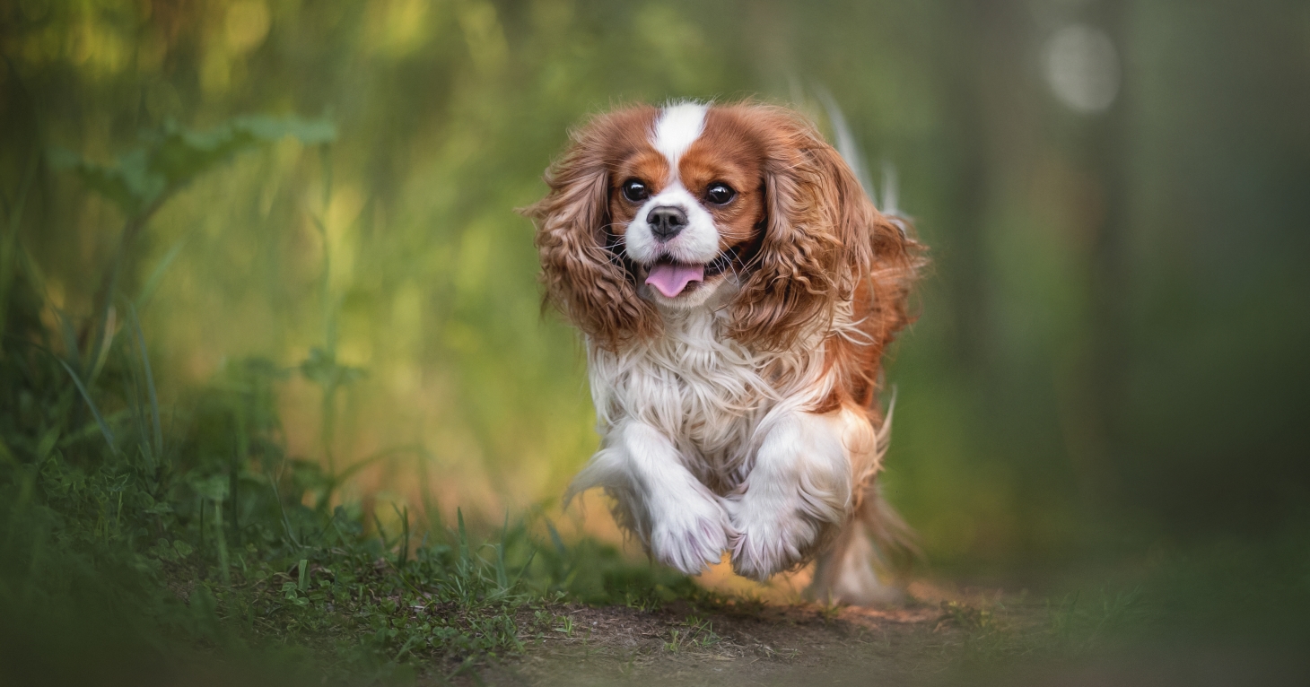 King Charles Spaniels eat for FREE in Gloucester during coronation weekend