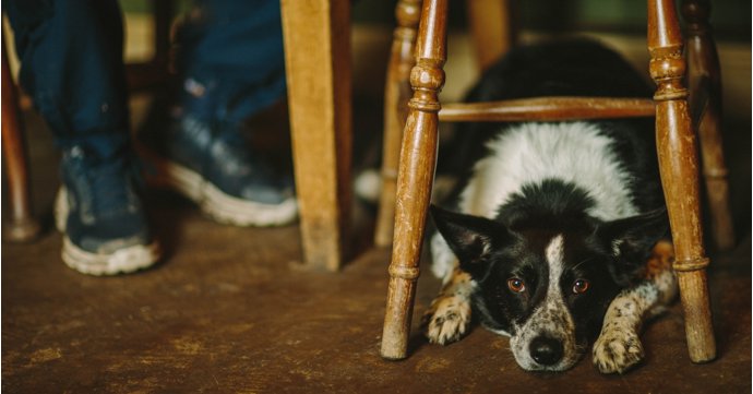 17 best dog-friendly pubs in the Cotswolds