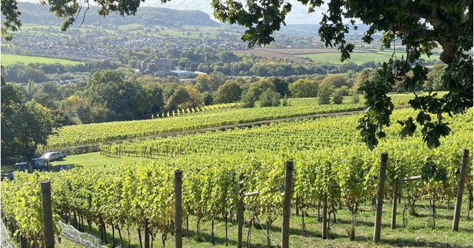 Cotswolds wine recognised as one of the best in the world