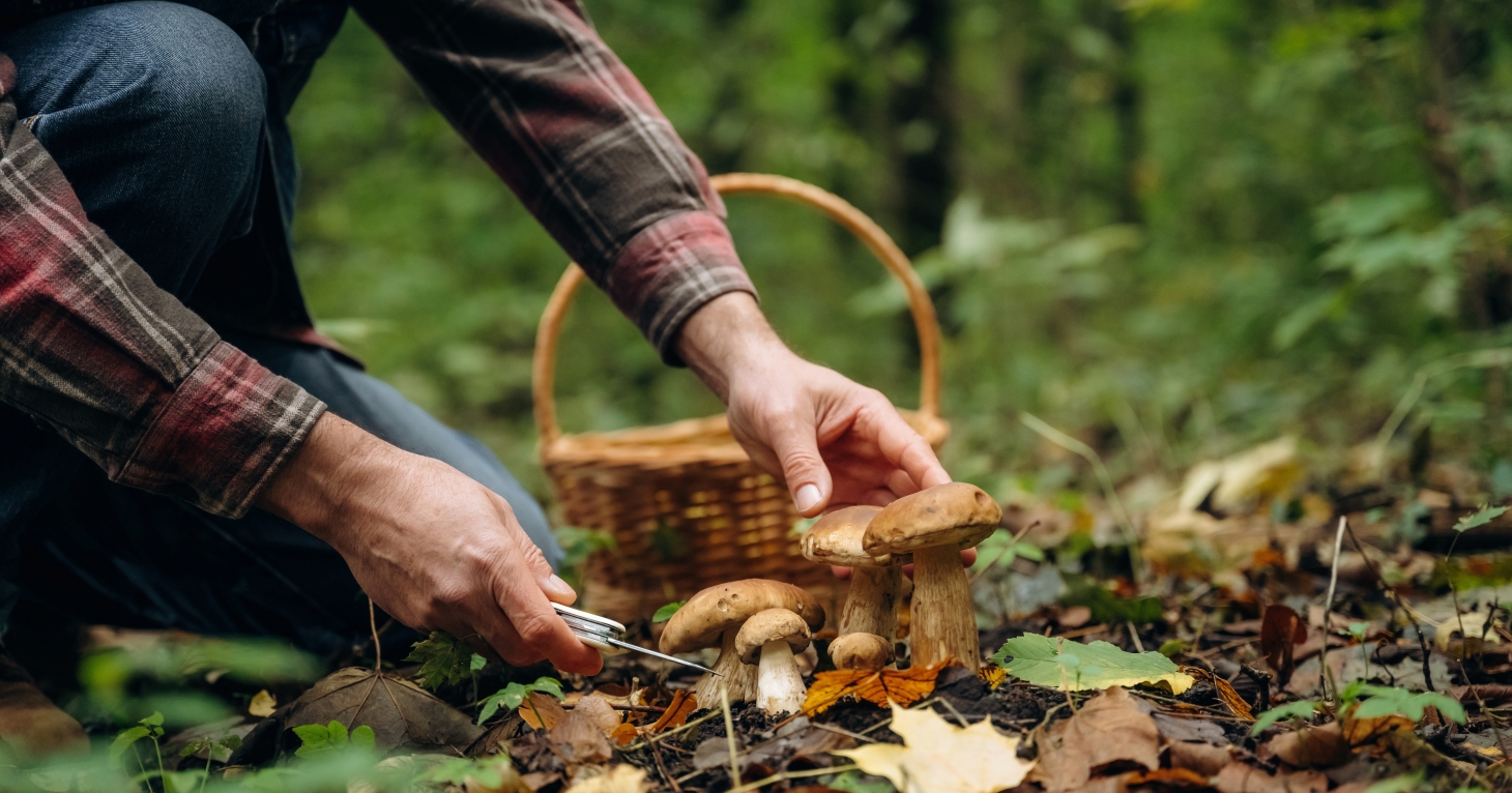 7 places to go foraging in Gloucestershire