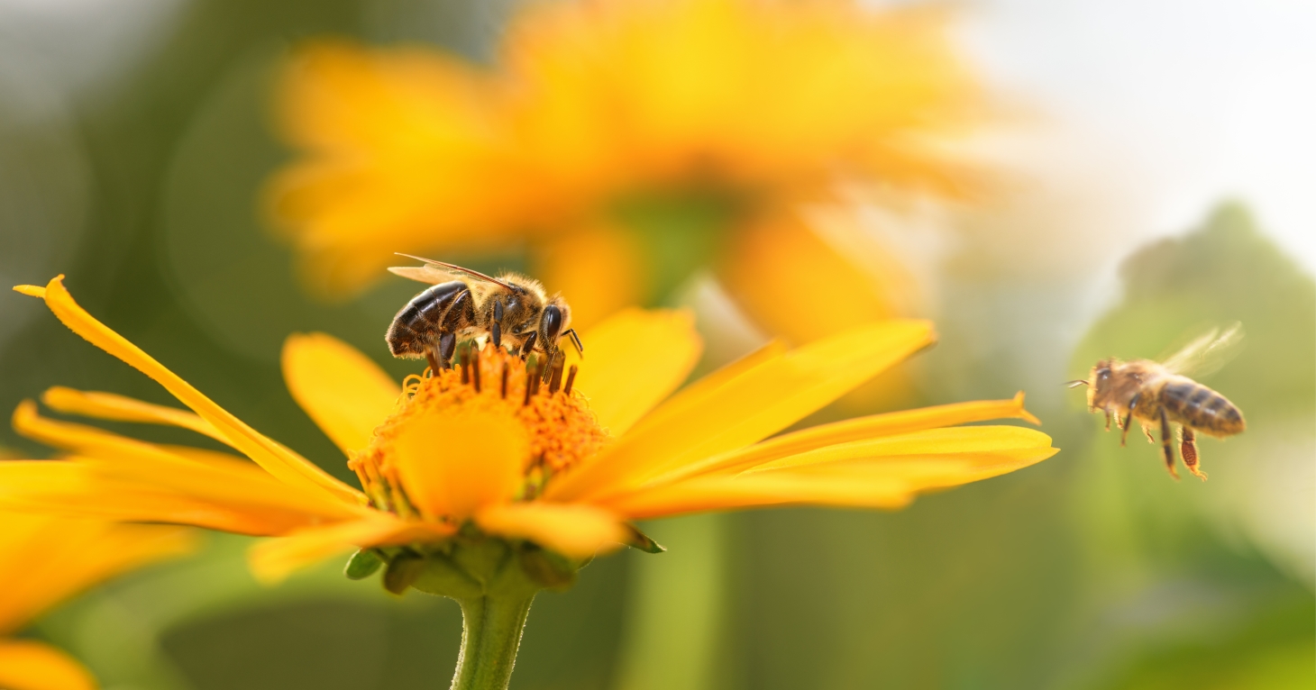6 best things to do with your Gloucestershire garden this spring