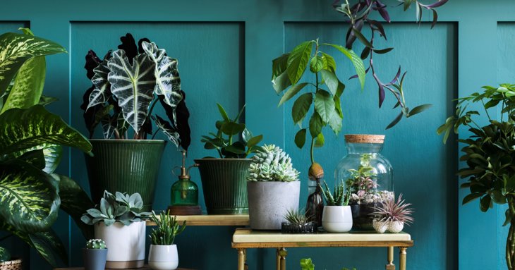 Liven up your living space with a house plant or two.