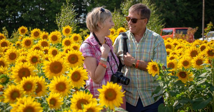 Cotswold Farm Park sunflower fields at Flower Festival