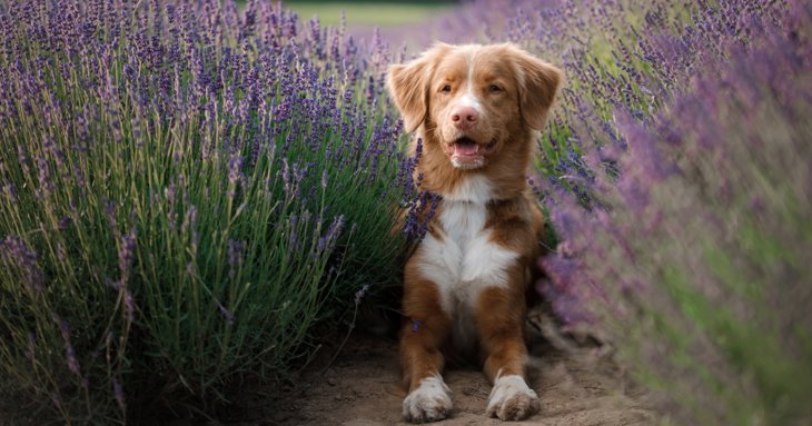 Dog in lavender field