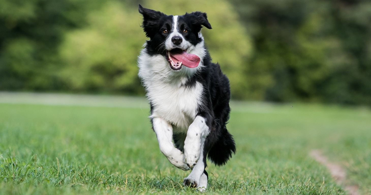 Why raw food is ideal for keeping Gloucestershire's active and working dogs healthy