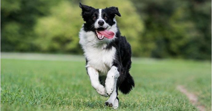 Why raw food is ideal for keeping Gloucestershire's active and working dogs healthy