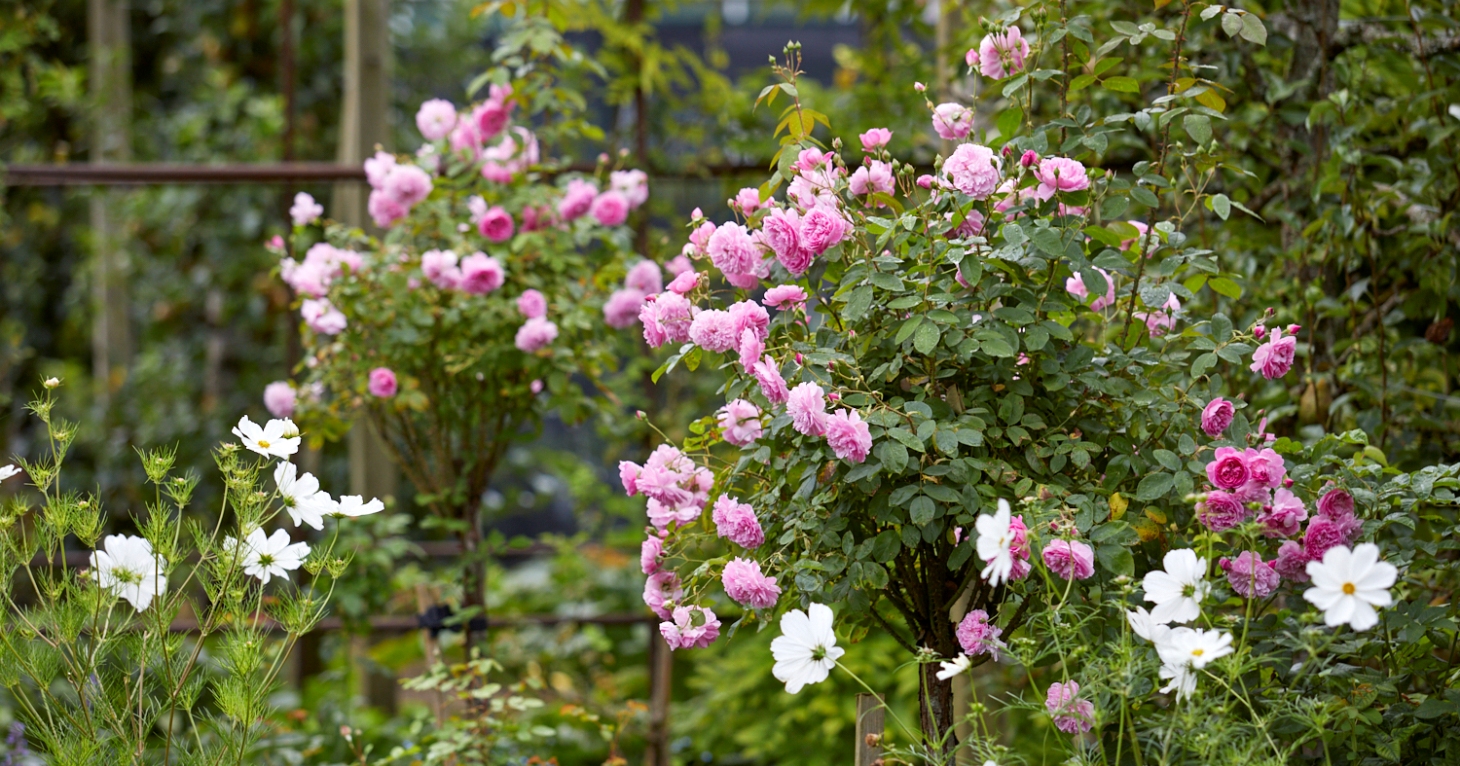 Enjoy a summer’s day among the roses at Badminton Estate