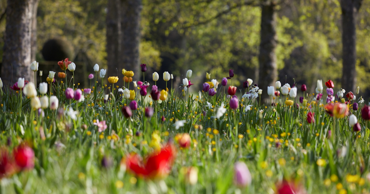 Soak up spring colours at Badminton Estate open gardens