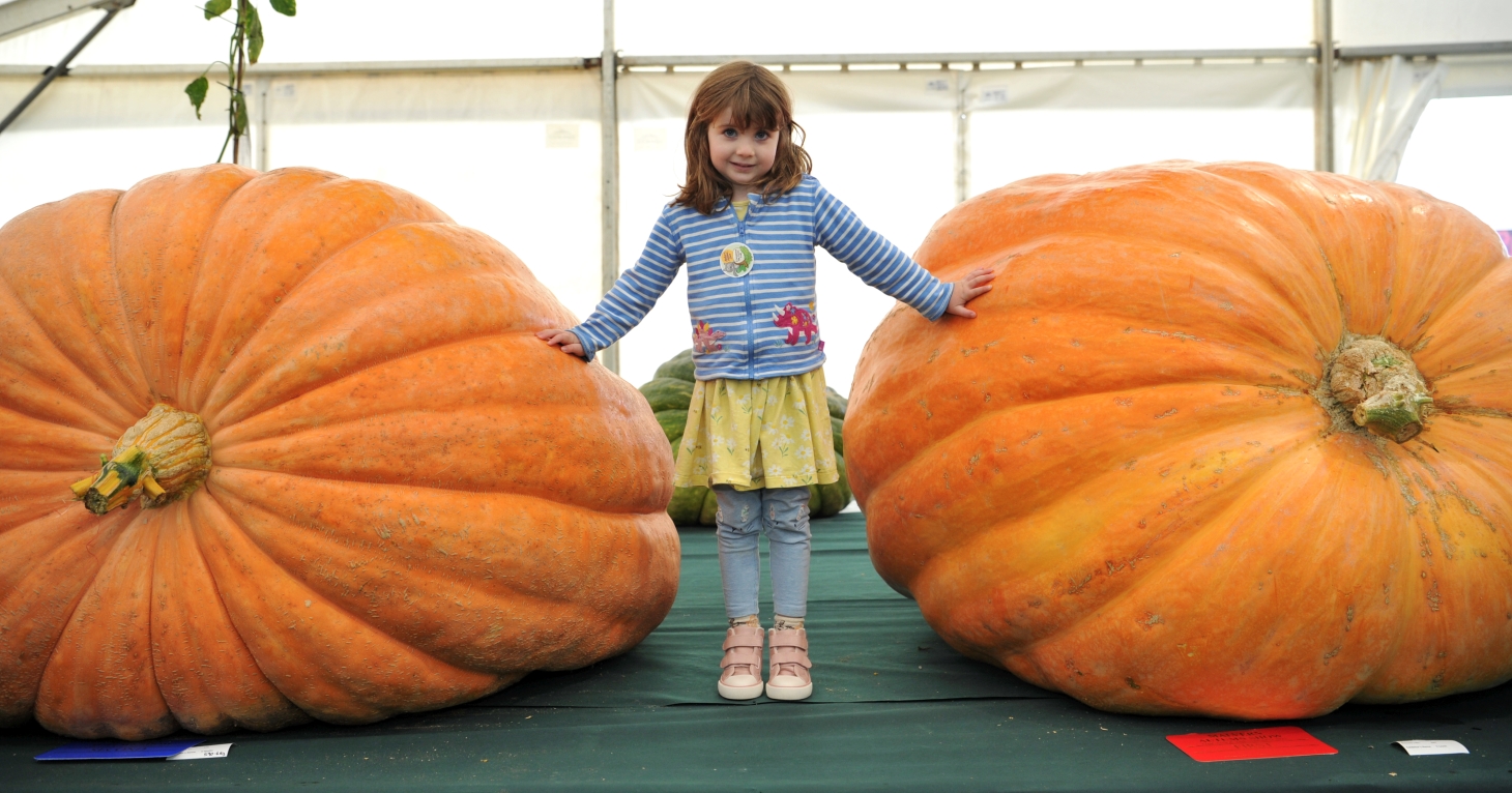 Get ready to spot some of the world's biggest vegetables this autumn